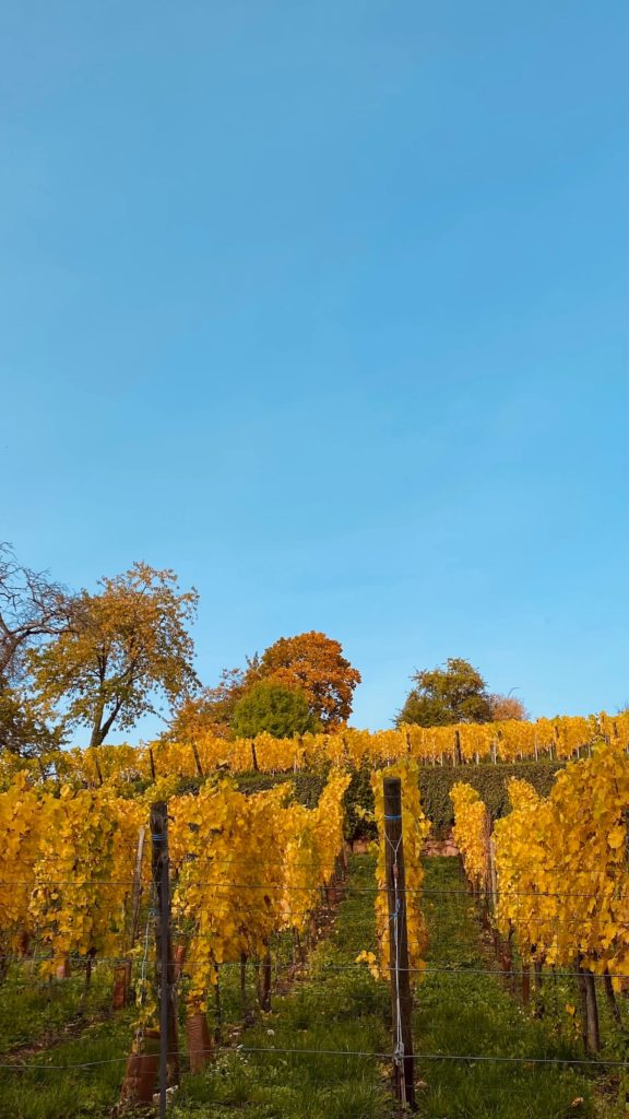 Vignes Alsace