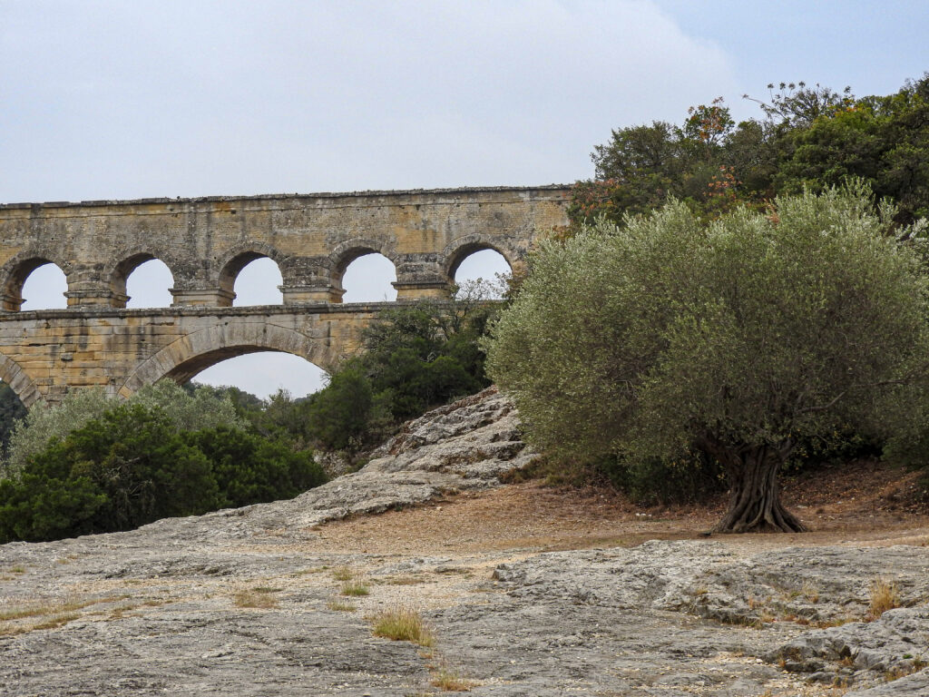 Pont du Gard et olivier